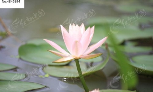 菊三七尽量少吃最好不吃、吃菊三七有什么禁忌和功效 -吃菊三七有什么禁忌网